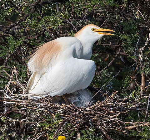Cattle Egret with chick on nest